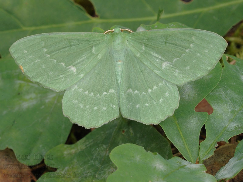 Miernik zieleniak Geometra papilionaria