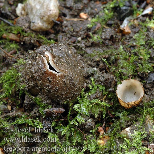 Geopora arenicola Sepultaria arenosa Hrobenka pískomilná písečná Hrobnička piesočná Sandskål Zandputje Common Earth-cup Grosssporiger Sandborstling Trøffel-jordbæger Sandbeger