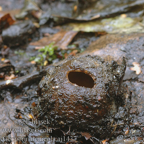 Geopora arenicola Zandputje Common Earth-cup Grosssporiger Sandborstling Trøffel-jordbæger Sandbeger Sepultaria arenosa Hrobenka pískomilná písečná Hrobnička piesočná Sandskål