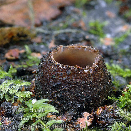 Grosssporiger Sandborstling Trøffel-jordbæger Sandbeger Sepultaria arenosa Hrobenka pískomilná písečná Hrobnička piesočná Sandskål Geopora arenicola Zandputje Common Earth-cup