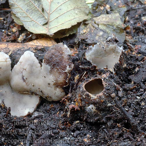 Hrobenka pískomilná písečná Hrobnička piesočná Sandskål Geopora arenicola Zandputje Common Earth-cup Grosssporiger Sandborstling Trøffel-jordbæger Sandbeger Sepultaria arenosa