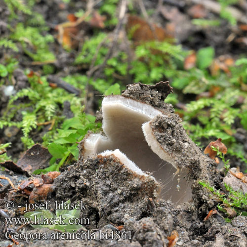 Sandbeger Sepultaria arenosa Hrobenka pískomilná písečná Hrobnička piesočná Sandskål Geopora arenicola Zandputje Common Earth-cup Grosssporiger Sandborstling Trøffel-jordbæger