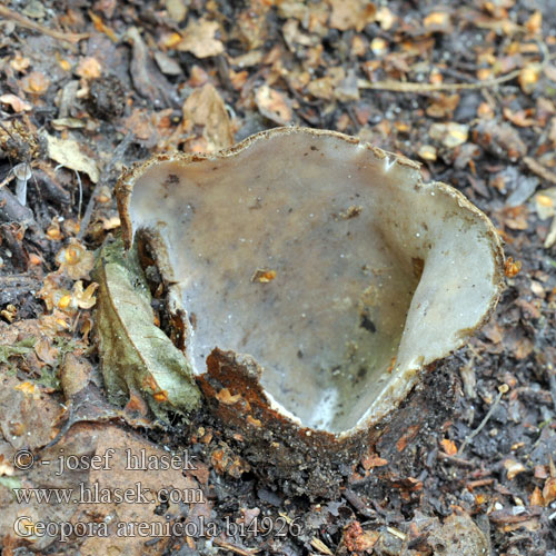 Hrobnička piesočná Sandskål Geopora arenicola Zandputje Common Earth-cup Grosssporiger Sandborstling Trøffel-jordbæger Sandbeger Sepultaria arenosa Hrobenka pískomilná písečná