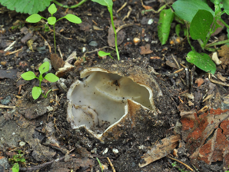 Grosssporiger Sandborstling Geopora arenicola