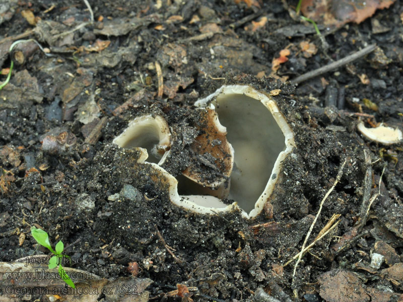 Sandskål Zandputje Common Earth-cup Geopora arenicola