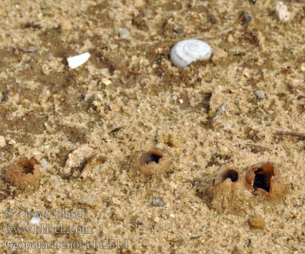 Hrobenka písečná Peziza Sepultaria arenosa Geopora Zagrzebka piaskowa Kleinsporiger Sandborstling Cепултария песчаная