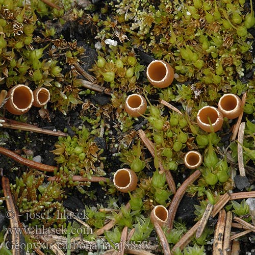 Stybbskål Geopyxis carbonaria Zvoneček uhelný Pixie cup Pohárik spáleniskový Ogļu zemeskausiņš Garstnica wypaleniskowa Gemeiner Kohlenbecherling Kulbæger Hiilimaljakas Geopyxis charbonnières Gewoon brandplekkelkje Gulbrunt bålbeger Геопиксис угольный