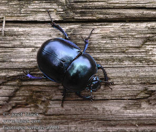 Geotrupes vernalis a6900