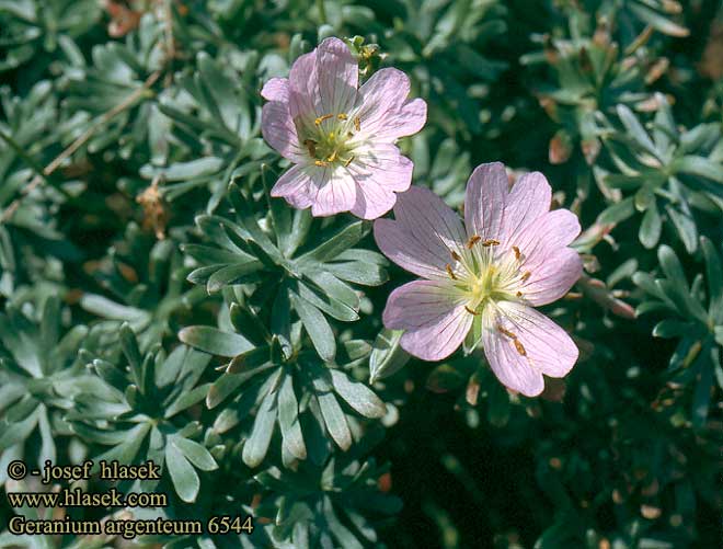 Geranium argenteum Géranium argenté Geranio argentino