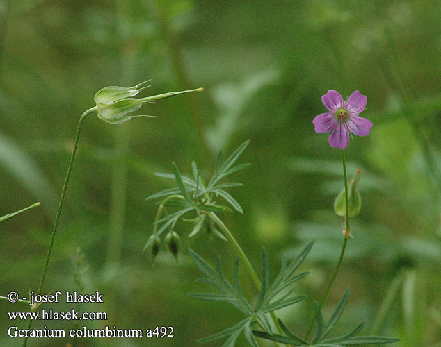 Geranium columbinum UK: Long- stalked cranesbill DK: Storbagret storkenab FI: Kivikkokurjenpolvi FR: Géranium colombin NL: Fijne ooievaarsbek IT: Geranio colombino HU: Galambláb gólyaorr DE: Tauben-Storchschnabel PL: Bodziszek gołębi SK: pakost holubí CZ: kakost holubičí ES: Gerani de colom SE: Duvknäva