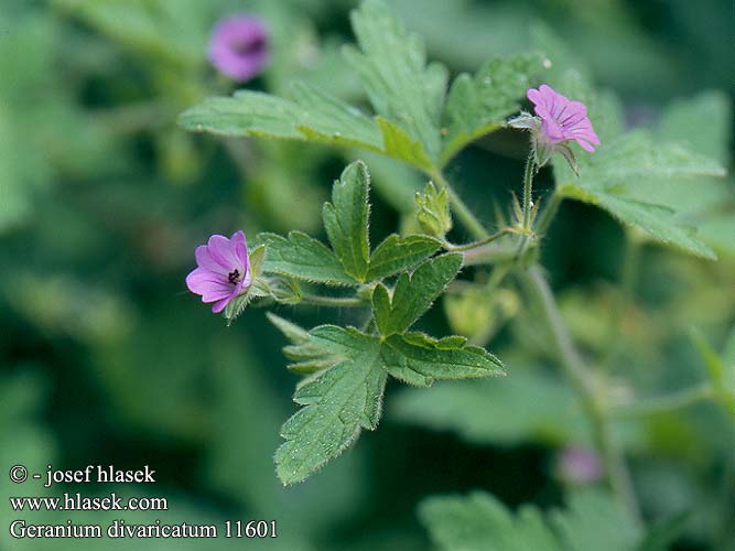 Geranium divaricatum Fanleaf geranium Géranium divariqué