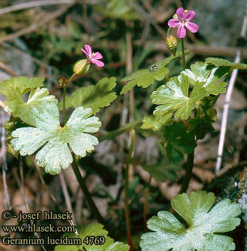 Geranium lucidum Shining Crane's-bill Blankstorkenebb skinnende storkenab