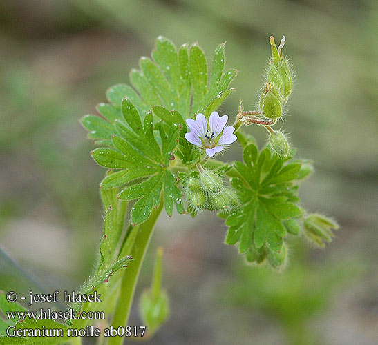 Geranium molle Zachte ooievaarsbek Weicher Storchschnabel Kakost měkký