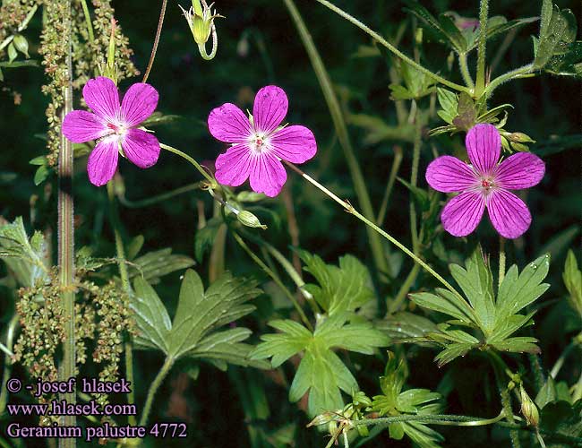 Geranium palustre Marsh Crane's-bill Kar-storkenab Ojakurjenpolvi