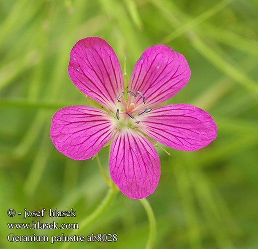 Geranium palustre Géranium marais Moerasooievaarsbek
