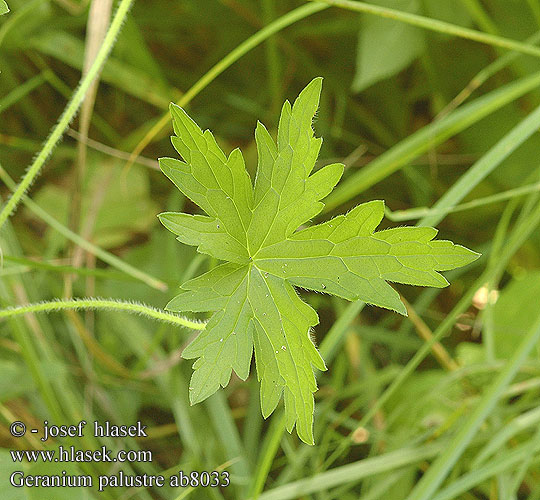 Geranium palustre Geranio palustre Mocsári gólyaorr