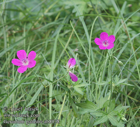 Geranium palustre Bodziszek błotny Pakost močiarny Kakost bahenní