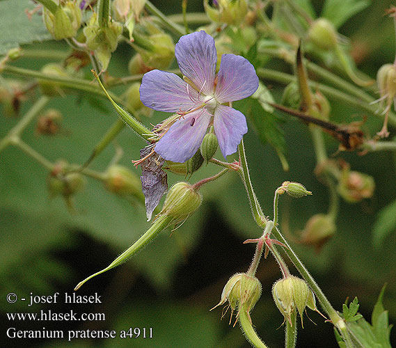 Geranium pratense Meadow cranesbill Crane's-bill Purple Haze