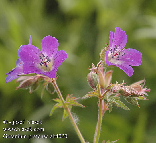 Geranium pratense Eng-storkenæb Engstorkenebb Kyläkurjenpolvi