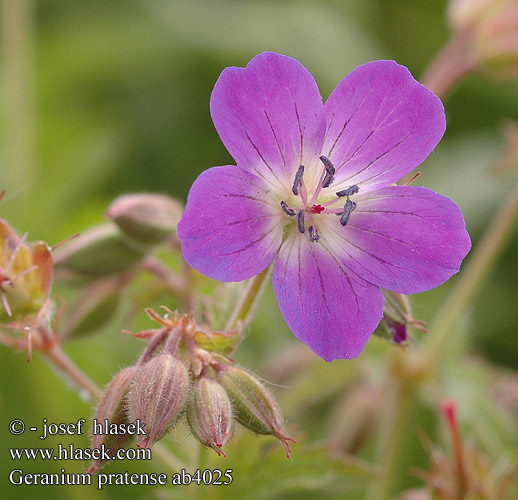 Geranium pratense Géranium prés Ooievaarsbek Geranio prati