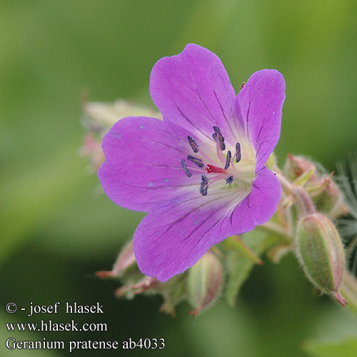 Geranium pratense Wiesen-Storchschnabel Bodziszek łąkowy Kakost luční