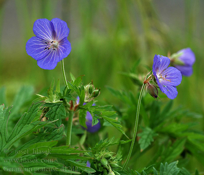 Geranium pratense Kakost luční Ängsnäva