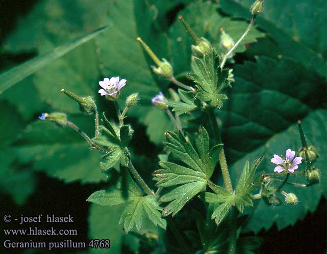 Geranium pusillum Small-flowered Crane's-bill Traveler's Geranium