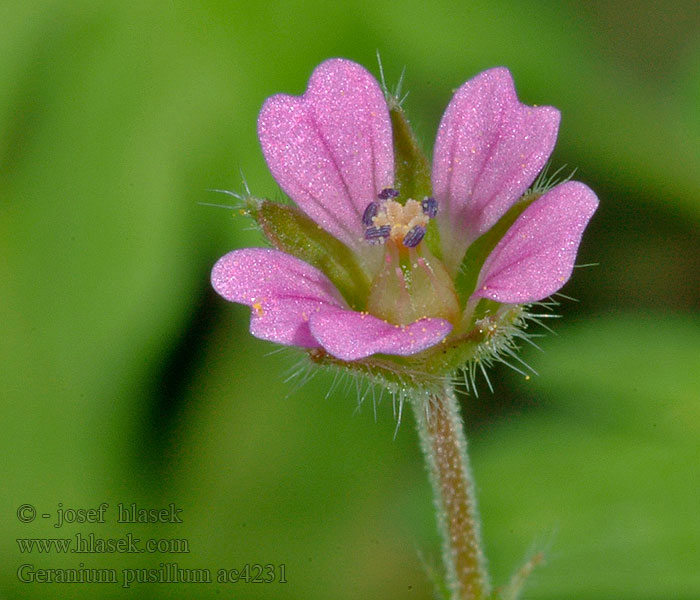 Geranium pusillum fluet Kleine ooievaarsbek Geranio minore