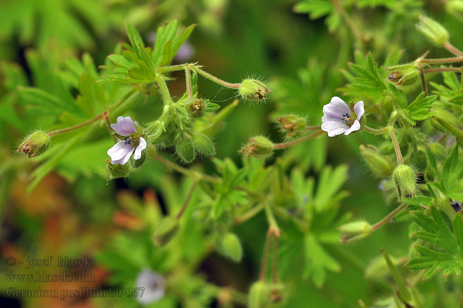 Geranium pusillum Kleiner Storchschnabel Bodziszek drobny