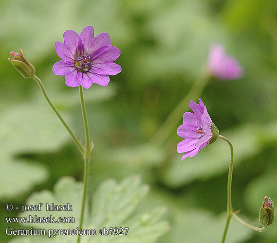 Geranium pyreneicum Mountain Crane’s-bill Kakost pyrenejský