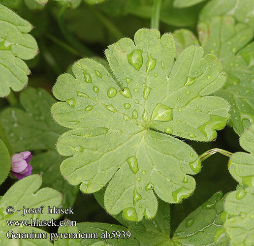 Geranium pyreneicum Mountain Crane’s-bill Kakost pyrenejský