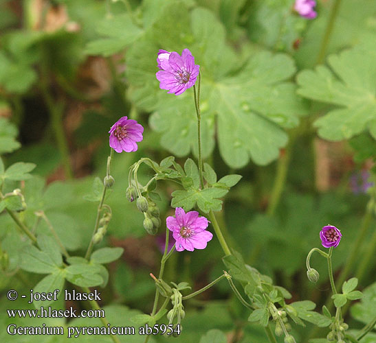 Geranium pyreneicum Mountain Crane’s-bill Kakost pyrenejský