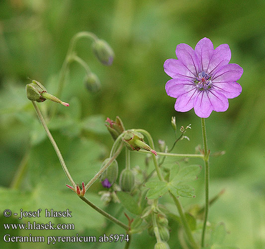 Geranium pyreneicum Kakost pyrenejský Bodziszek pirenejski