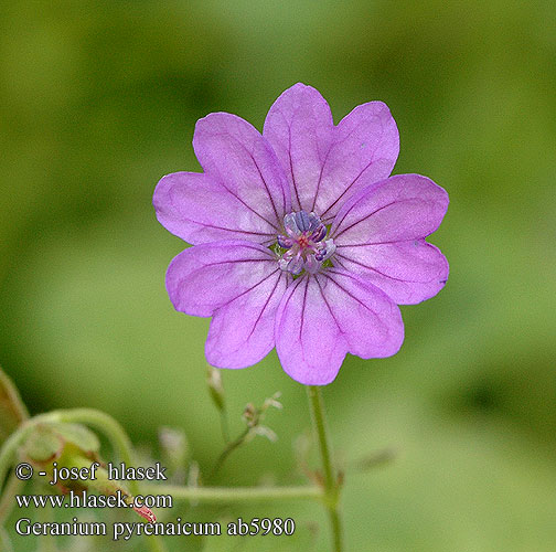 Geranium pyreneicum Mountain Crane’s-bill Kakost pyrenejský