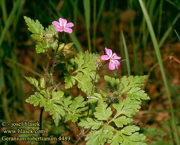 Geranium robertianum Herb robert Stinkende storkenab Haisukurjenpolvi