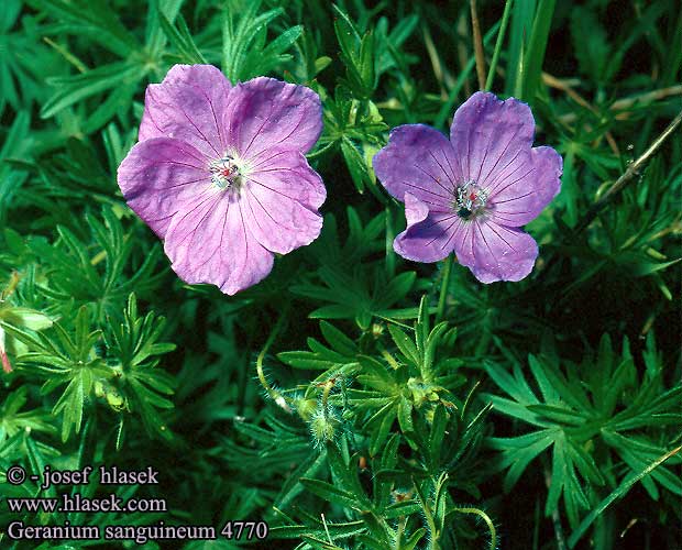 Geranium sanguineum Bloody Cranesbill Crane's-bill Blodrod storkenab