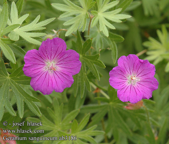 Geranium sanguineum Pakost krvavý Kokost krvavý