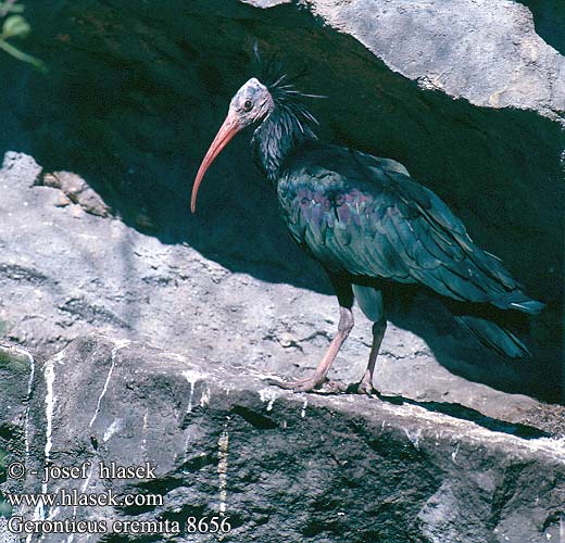 Geronticus eremita Bald Ibis Eremitibis Töytöiibis Ibis chauve