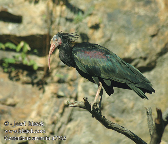 Ibis chauve Kaalkop ibis Ibis eremita Tarvarjú Waldrapp