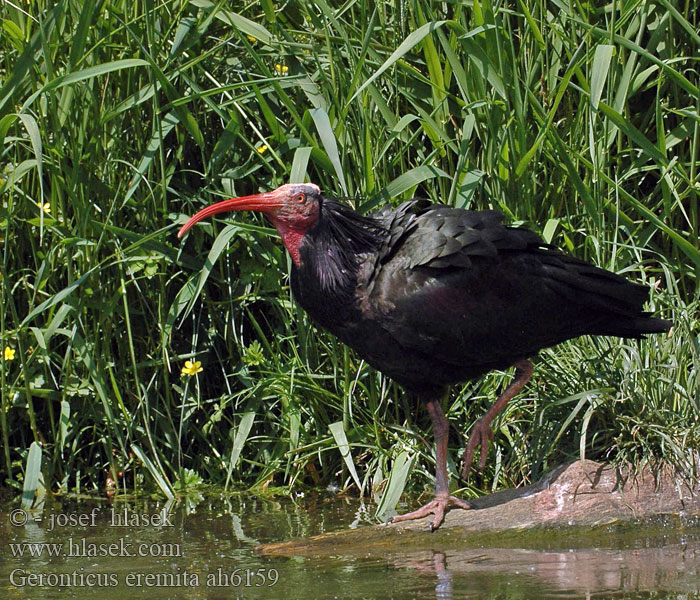 Bald Ibis Eremitibis Töytöiibis Ibis chauve