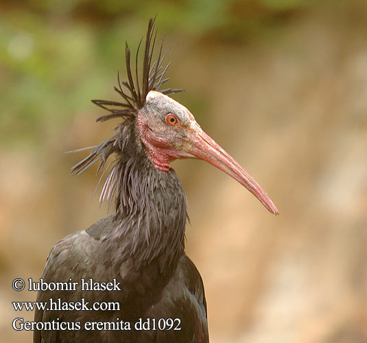 Waldrapp Ibis grzywiasty skalný Ibis skalní Skallet ibis