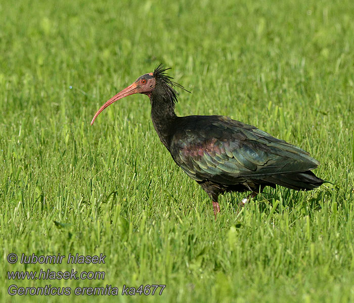 Ibis skalní Geronticus eremita