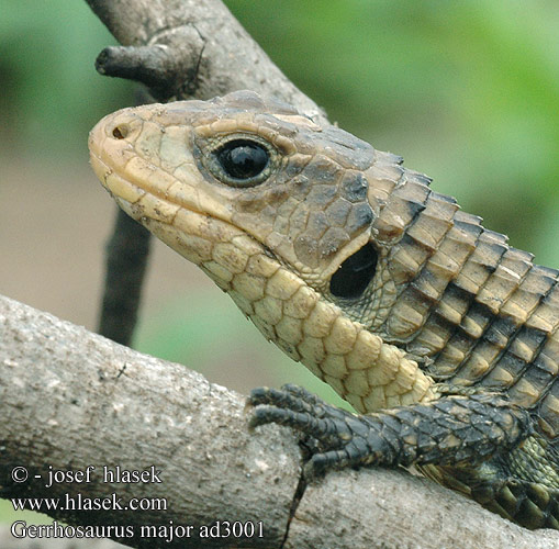 Gerrhosaurus major Sudan plated lizard Sudan Ruskællet Major pladeøgle plade øgle Sudaninkilpilisko Lézard géant Soedanese kielschildhagedis Reuzen schorshagedis Óriás pajzsosgyík páncélos gyík Sudanschildechse Sudan Schildechse Tarczołusk sudański Ještěrkovec velký Lagarto blindado leonado Majorödla