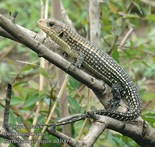 Óriás pajzsosgyík páncélos gyík Sudanschildechse Sudan Schildechse Tarczołusk sudański Ještěrkovec velký Lagarto blindado leonado Majorödla Gerrhosaurus major Sudan plated lizard Sudan Ruskællet Major pladeøgle plade øgle Sudaninkilpilisko Lézard géant Soedanese kielschildhagedis Reuzen schorshagedis