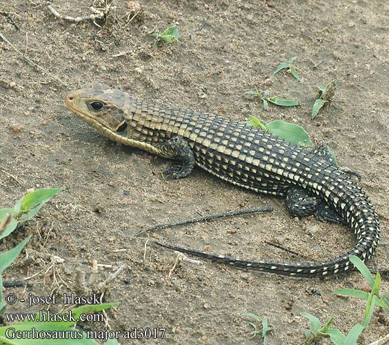 Tarczołusk sudański Ještěrkovec velký Lagarto blindado leonado Majorödla Gerrhosaurus major Sudan plated lizard Sudan Ruskællet Major pladeøgle plade øgle Sudaninkilpilisko Lézard géant Soedanese kielschildhagedis Reuzen schorshagedis Óriás pajzsosgyík páncélos gyík Sudanschildechse Sudan Schildechse