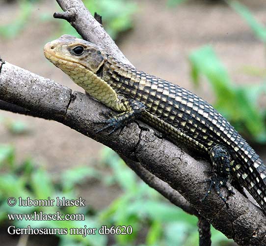 Tarczołusk sudański Ještěrkovec velký Lagarto blindado leonado Majorödla Gerrhosaurus major Sudan plated lizard Sudan Ruskællet Major pladeøgle plade øgle Sudaninkilpilisko Lézard géant Soedanese kielschildhagedis Reuzen schorshagedis Óriás pajzsosgyík páncélos gyík Sudanschildechse Sudan Schildechse