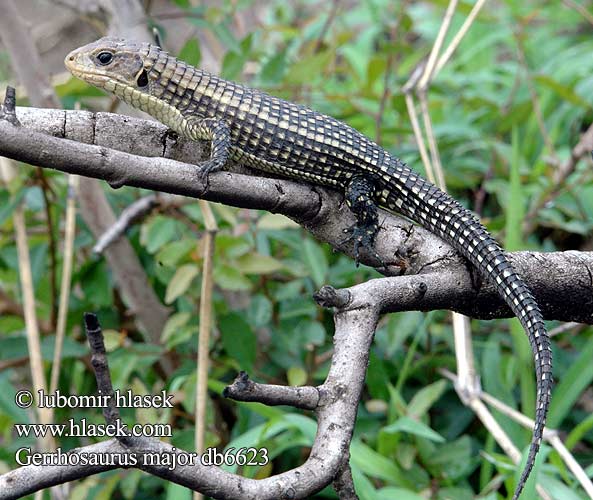 Lagarto blindado leonado Majorödla Gerrhosaurus major Sudan plated lizard Sudan Ruskællet Major pladeøgle plade øgle Sudaninkilpilisko Lézard géant Soedanese kielschildhagedis Reuzen schorshagedis Óriás pajzsosgyík páncélos gyík Sudanschildechse Sudan Schildechse Tarczołusk sudański Ještěrkovec velký