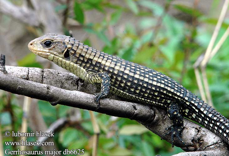 Sudan plated lizard Sudan Ruskællet Major pladeøgle plade øgle Sudaninkilpilisko Lézard géant Soedanese kielschildhagedis Reuzen schorshagedis Óriás pajzsosgyík páncélos gyík Sudanschildechse Sudan Schildechse Tarczołusk sudański Ještěrkovec velký Lagarto blindado leonado Majorödla Gerrhosaurus major