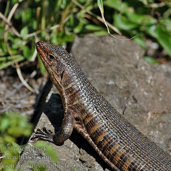 Gerrhosaurus validus Giant Plated Lizard Lézard plaqué géant Reuzen schildhagedis イワヤマプレートトカゲ Felsen Schild Echse Felsenschildechse Felsen-schildechse Tarczowiec olbrzymi Majorsödla