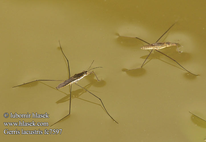 Gerris lacustris Common pond skater Bruslařka obecná Almindelig Skøjteløber Araignées eau Gerris lacustre Schaatsenrijder Ragno acqua ヒメアメンボ Tavi molnárka Gemeine Wasserläufer Liten vannløper Nartnik duży wodny Водомерка прудовая Korčuliarka obyčajná Zapatero agua Skräddare